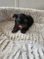 Lilly, a female Yorkshire Terrier for sale in Blackwell, OK – Photo 6 of 10