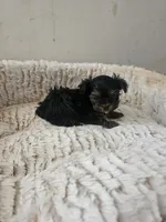 Lilly, a female Yorkshire Terrier for sale in Blackwell, OK – Photo 7 of 10