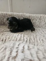 Lilly, a female Yorkshire Terrier for sale in Blackwell, OK – Photo 10 of 10