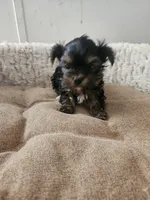 Lilly, a female Yorkshire Terrier for sale in Blackwell, OK – Photo 8 of 10