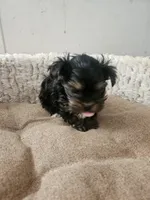 Lilly, a female Yorkshire Terrier for sale in Blackwell, OK – Photo 3 of 10