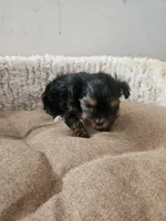 Lilly, a female Yorkshire Terrier for sale in Blackwell, OK – Photo 1 of 10