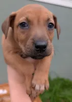 Shelby, a female American Bulldog for sale in Sonora, CA – Photo 3 of 4