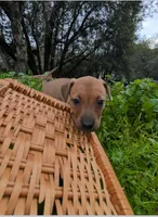 Shelby, a female American Bulldog for sale in Sonora, CA – Photo 4 of 4