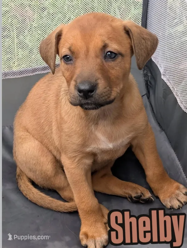 Shelby – American Bulldog puppy for sale in Sonora, CA