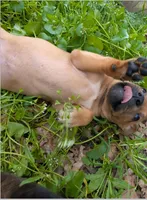 Shelby, a female American Bulldog for sale in Sonora, CA – Photo 2 of 4