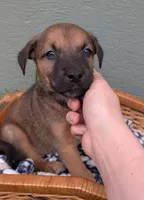 Dutch, a male American Bulldog for sale in Sonora, CA – Photo 3 of 3