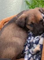 Dutch, a male American Bulldog for sale in Sonora, CA – Photo 2 of 3