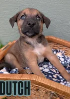 Dutch, a male American Bulldog for sale in Sonora, CA – Photo 1 of 3