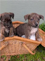 Jade, a female American Bulldog for sale in Sonora, CA – Photo 3 of 5