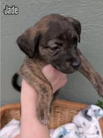 Jade, a female American Bulldog for sale in Sonora, CA – Photo 1 of 5