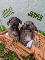 Jade, a female American Bulldog for sale in Sonora, CA – Photo 4 of 5