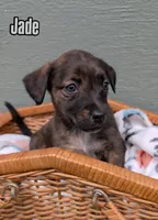 Jade, a female American Bulldog for sale in Sonora, CA – Photo 2 of 5