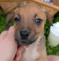 Goldie, a female American Bulldog for sale in Sonora, CA – Photo 2 of 4