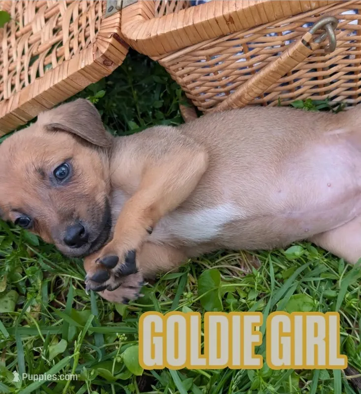 Goldie – American Bulldog puppy for sale in Sonora, CA