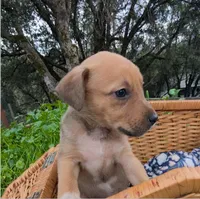 Goldie, a female American Bulldog for sale in Sonora, CA – Photo 3 of 4