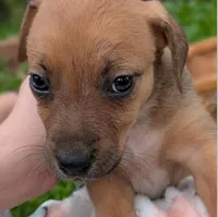 Goldie, a female American Bulldog for sale in Sonora, CA – Photo 4 of 4