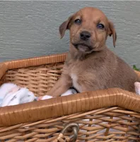 Ruby, a female American Bulldog for sale in Sonora, CA – Photo 3 of 5