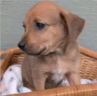 Ruby, a female American Bulldog for sale in Sonora, CA – Photo 4 of 5