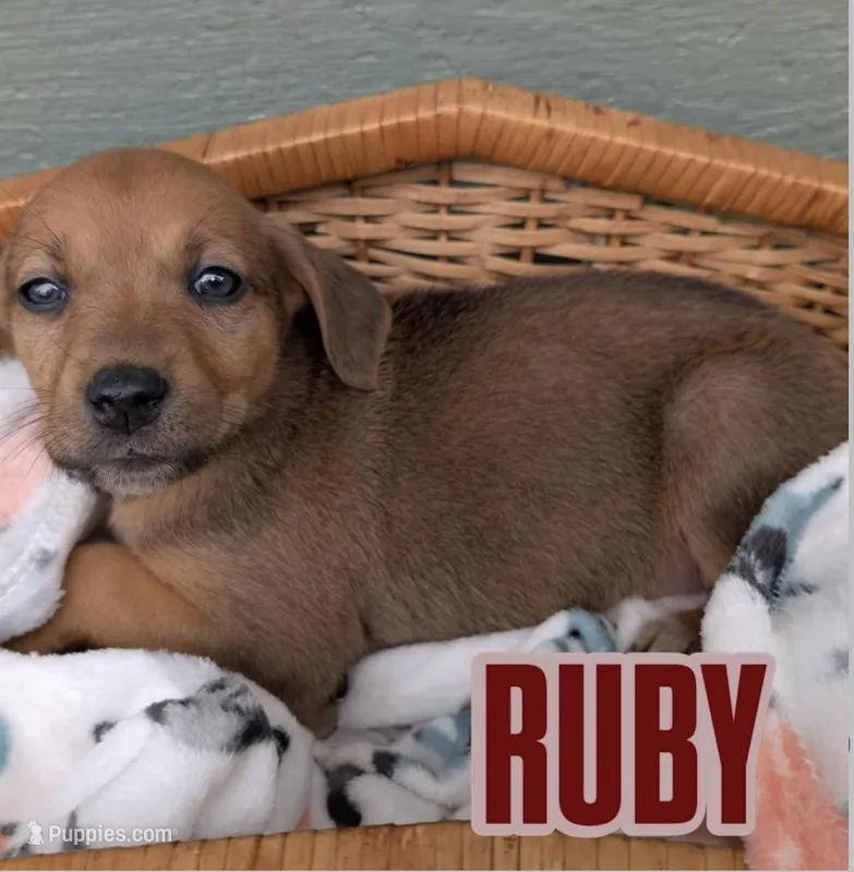 Ruby – American Bulldog puppy for sale in Sonora, CA