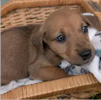 Ruby, a female American Bulldog for sale in Sonora, CA – Photo 5 of 5