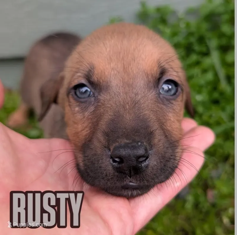 Rusty – American Bulldog puppy for sale in Sonora, CA