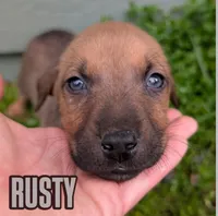 Rusty, a male American Bulldog for sale in Sonora, CA – Photo 1 of 4