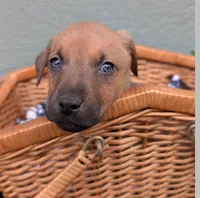 Rusty, a male American Bulldog for sale in Sonora, CA – Photo 2 of 4