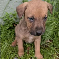 Rusty, a male American Bulldog for sale in Sonora, CA – Photo 3 of 4