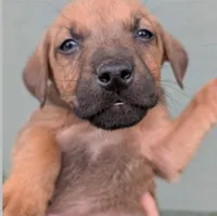 Rusty, a male American Bulldog for sale in Sonora, CA – Photo 4 of 4