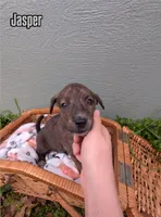 Jasper, a male American Bulldog for sale in Sonora, CA – Photo 2 of 5