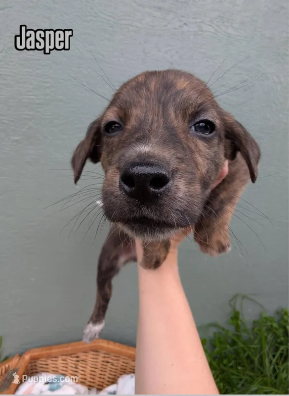 Jasper – American Bulldog puppy for sale in Sonora, CA
