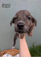 Jasper, a male American Bulldog for sale in Sonora, CA – Photo 1 of 5