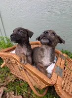 Jasper, a male American Bulldog for sale in Sonora, CA – Photo 5 of 5