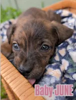 June, a female American Bulldog for sale in Sonora, CA – Photo 1 of 4
