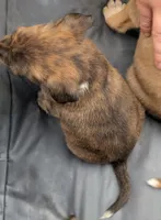 June, a female American Bulldog for sale in Sonora, CA – Photo 4 of 4