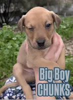 Chunks, a male American Bulldog for sale in Sonora, CA – Photo 1 of 5