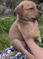 Chunks, a male American Bulldog for sale in Sonora, CA – Photo 2 of 5