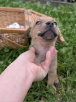 Chunks, a male American Bulldog for sale in Sonora, CA – Photo 5 of 5