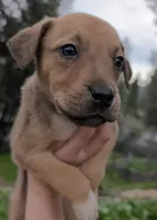 Chunks, a male American Bulldog for sale in Sonora, CA – Photo 4 of 5