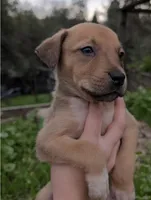 Chunks, a male American Bulldog for sale in Sonora, CA – Photo 3 of 5