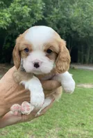 Green, a male Cavalier King Charles Spaniel for sale in Florence, SC – 2 of 5