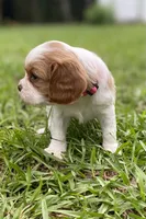 Pink, a female Cavalier King Charles Spaniel for sale in Florence, SC – 3 of 6