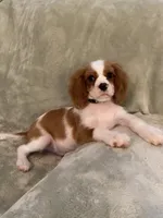 Green, a male Cavalier King Charles Spaniel for sale in Effingham, SC – 3 of 5