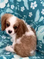 Orange, a male Cavalier King Charles Spaniel for sale in Florence, SC – 2 of 4