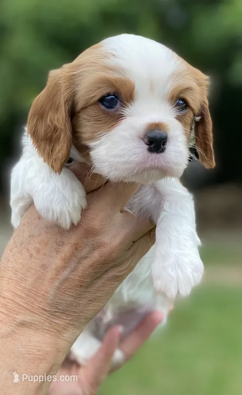 Orange – Cavalier King Charles Spaniel puppy for sale in Florence, SC