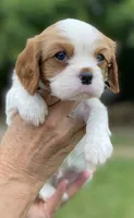 Orange, a male Cavalier King Charles Spaniel for sale in Florence, SC – 1 of 6