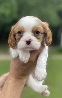 Pink, a female Cavalier King Charles Spaniel for sale in Florence, SC – 2 of 6