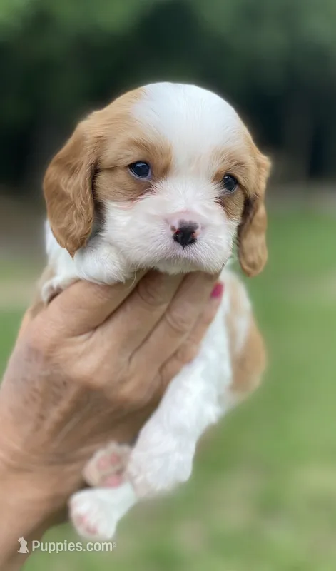 Green – Cavalier King Charles Spaniel puppy for sale in Florence, SC