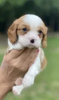 Green, a male Cavalier King Charles Spaniel for sale in Florence, SC – 1 of 5